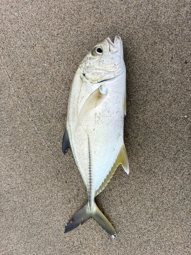 メッキの釣果