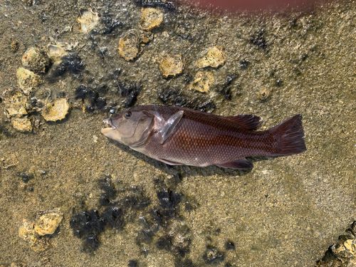 コブダイの釣果