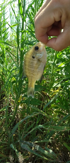 ブルーギルの釣果
