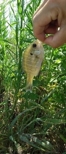 ブルーギルの釣果