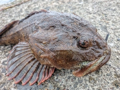 マカジカの釣果