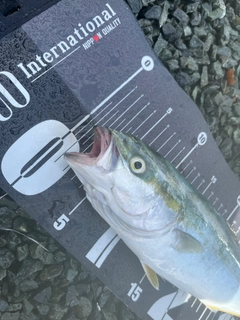 イナダの釣果