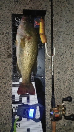 ブラックバスの釣果
