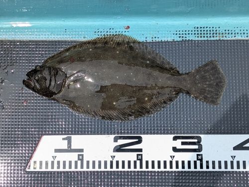 ヒラメの釣果