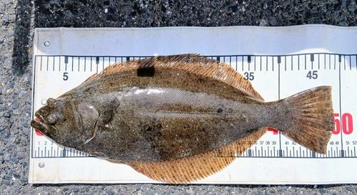 ヒラメの釣果