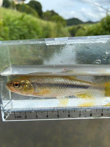 カワムツの釣果