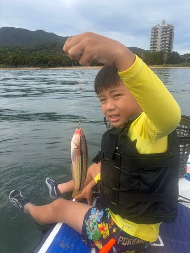 キュウセンの釣果