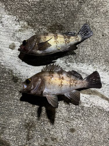 釣果