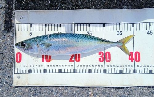サバの釣果