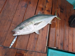ブリの釣果