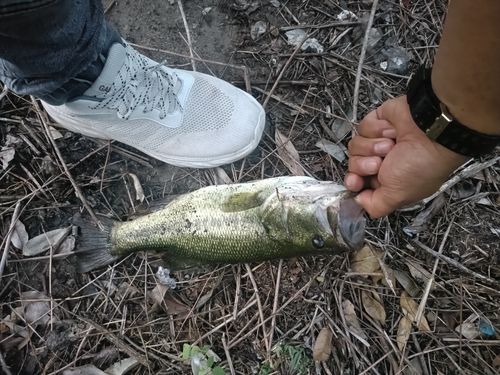 ラージマウスバスの釣果
