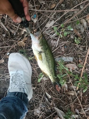 ラージマウスバスの釣果