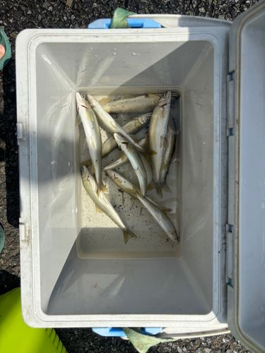 アユの釣果