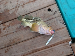 シマゾイの釣果