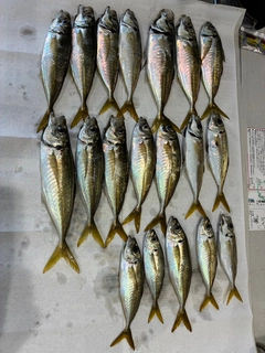 釣果