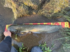 ナマズの釣果