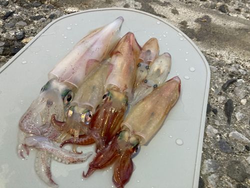 ケンサキイカの釣果