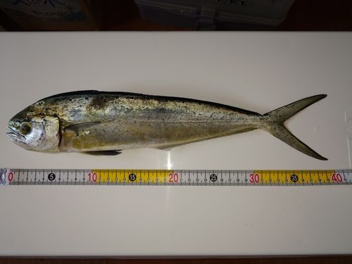 シイラの釣果