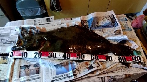 ヒラメの釣果