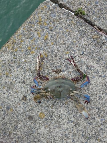 シタビラメの釣果