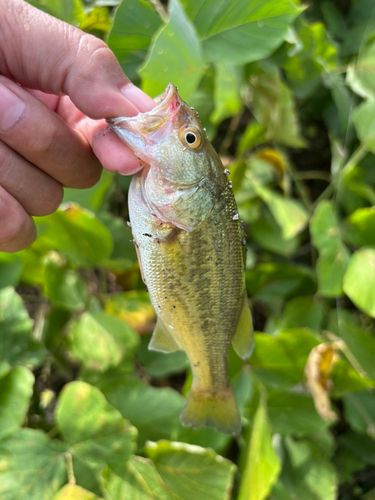 ラージマウスバスの釣果