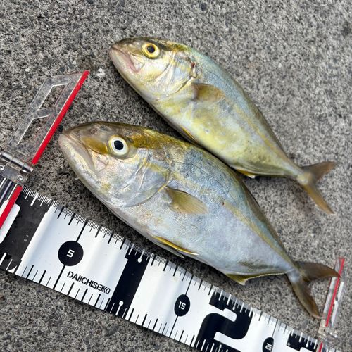 ショゴの釣果