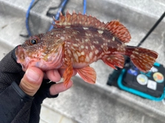 カサゴの釣果