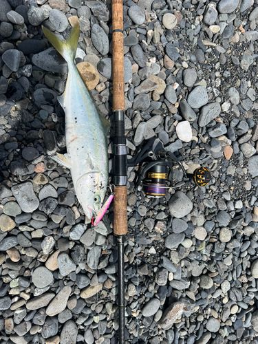 ワカシの釣果