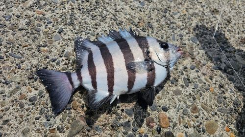 イシダイの釣果