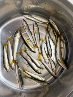 アユの釣果