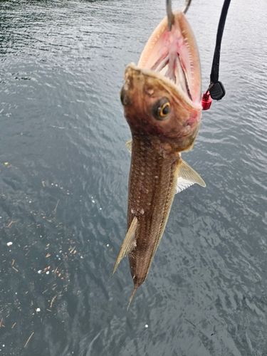 エソの釣果