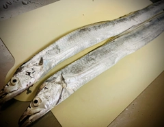 タチウオの釣果