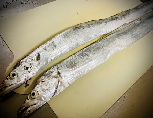 タチウオの釣果