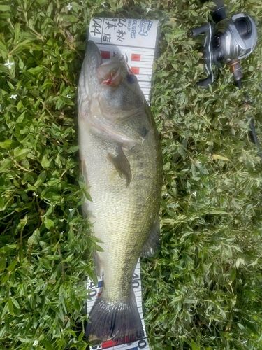 ブラックバスの釣果