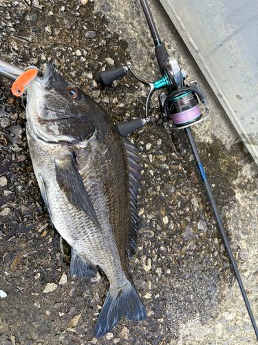 チヌの釣果