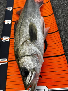 フッコ（マルスズキ）の釣果