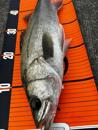 フッコ（マルスズキ）の釣果