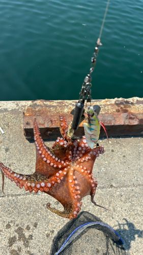タコの釣果