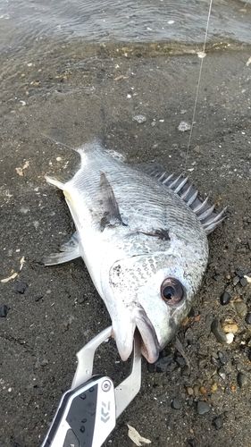 キビレの釣果