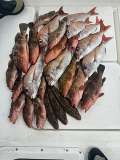 タイの釣果
