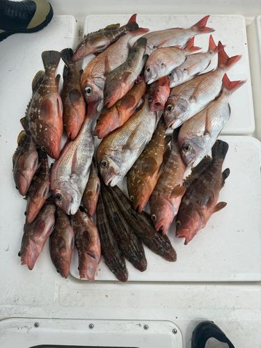 タイの釣果
