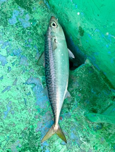 サバの釣果