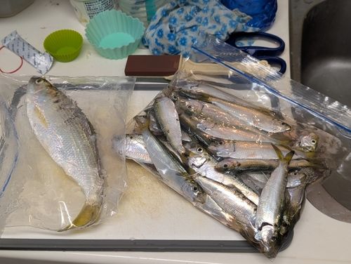 コノシロの釣果