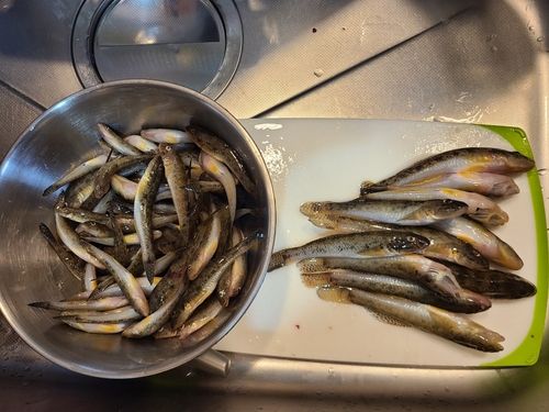ハゼの釣果
