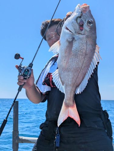 タイの釣果