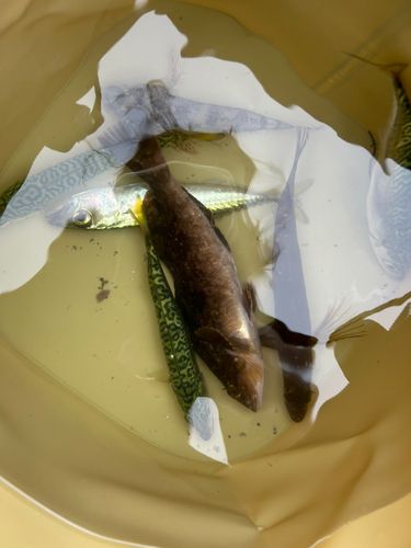 アイナメの釣果