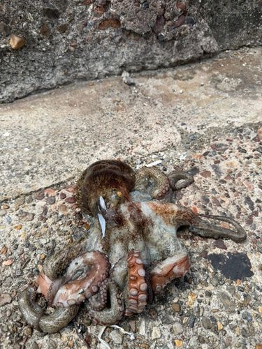 タコの釣果