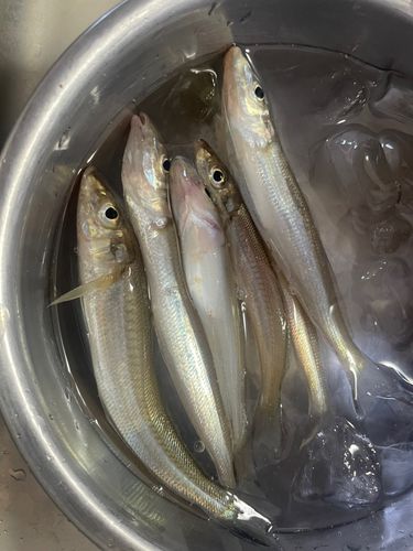 シロギスの釣果
