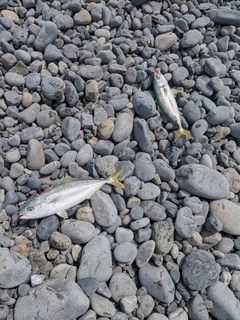 ワカシの釣果