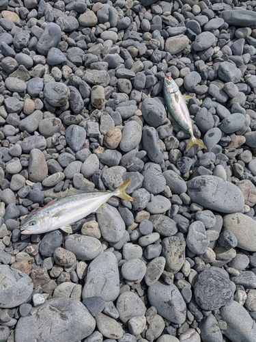 ワカシの釣果
